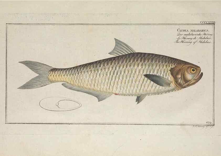 Reproducción/Reproduction 49774609131: Ichtyologie, ou, Histoire naturelle, générale et particulière des poissons :. A Berlin :Chez l'auteur, & chez François de la Garde libraire,1785-1797.. 