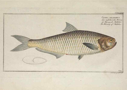 Reproducción/Reproduction 49774609131: Ichtyologie, ou, Histoire naturelle, générale et particulière des poissons :. A Berlin :Chez l'auteur, & chez François de la Garde libraire,1785-1797.. 