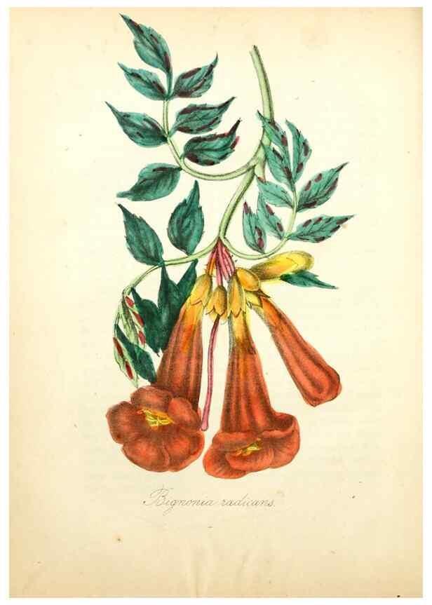Reproducción/Reproduction 49781620687: The American flora :. New York :Hull & Spencer,1855.. 
