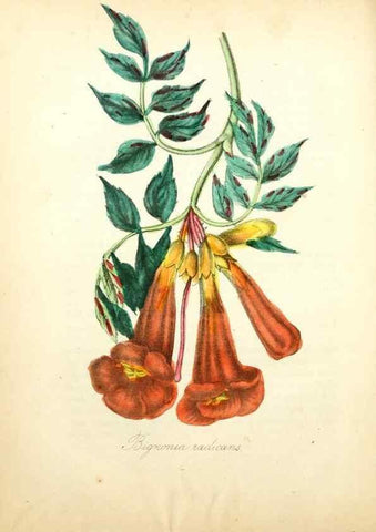 Reproducción/Reproduction 49781620687: The American flora :. New York :Hull & Spencer,1855.. 
