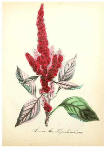 Reproducción/Reproduction 49780750308: The American flora :. New York :Hull & Spencer,1855.. 