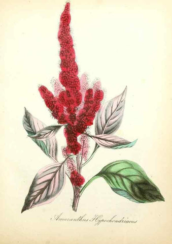 Reproducción/Reproduction 49780750308: The American flora :. New York :Hull & Spencer,1855.. 
