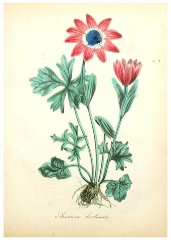Reproducción/Reproduction 49781290161: The American flora :. New York :Hull & Spencer,1855.. 