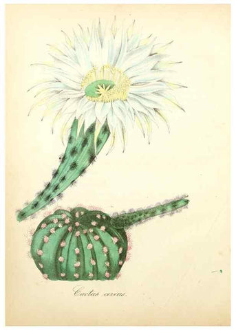 Reproducción/Reproduction 49781290471: The American flora :. New York :Hull & Spencer,1855.. 