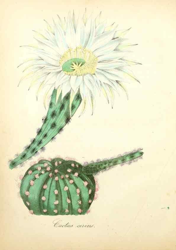 Reproducción/Reproduction 49781290471: The American flora :. New York :Hull & Spencer,1855.. 