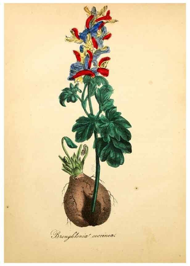 Reproducción/Reproduction 49781622252: The American flora :. New York :Hull & Spencer,1855.. 