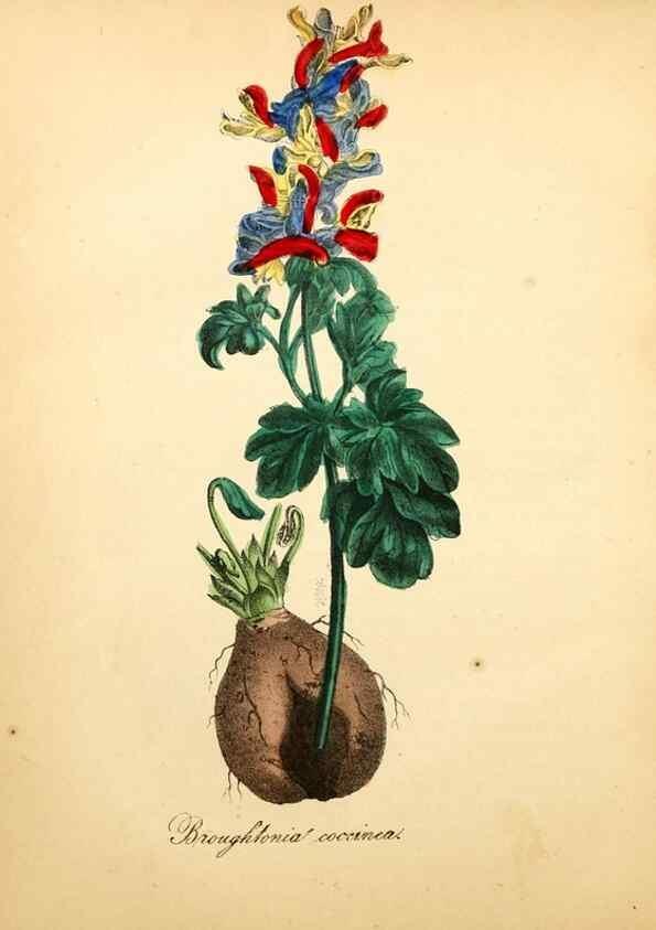 Reproducción/Reproduction 49781622252: The American flora :. New York :Hull & Spencer,1855.. 