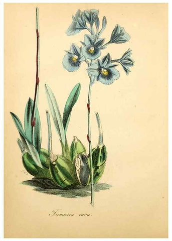 Reproducción/Reproduction 49781622612: The American flora :. New York :Hull & Spencer,1855.. 