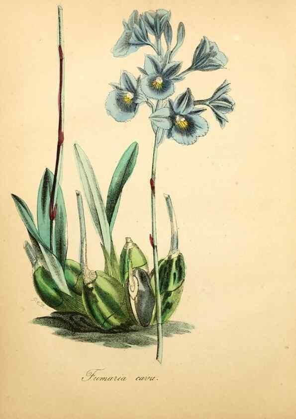 Reproducción/Reproduction 49781622612: The American flora :. New York :Hull & Spencer,1855.. 