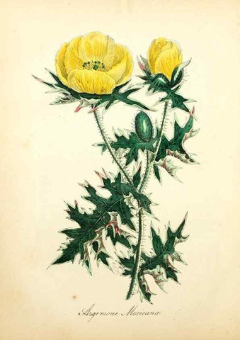 Reproducción/Reproduction 49781622912: The American flora :. New York :Hull & Spencer,1855.. 