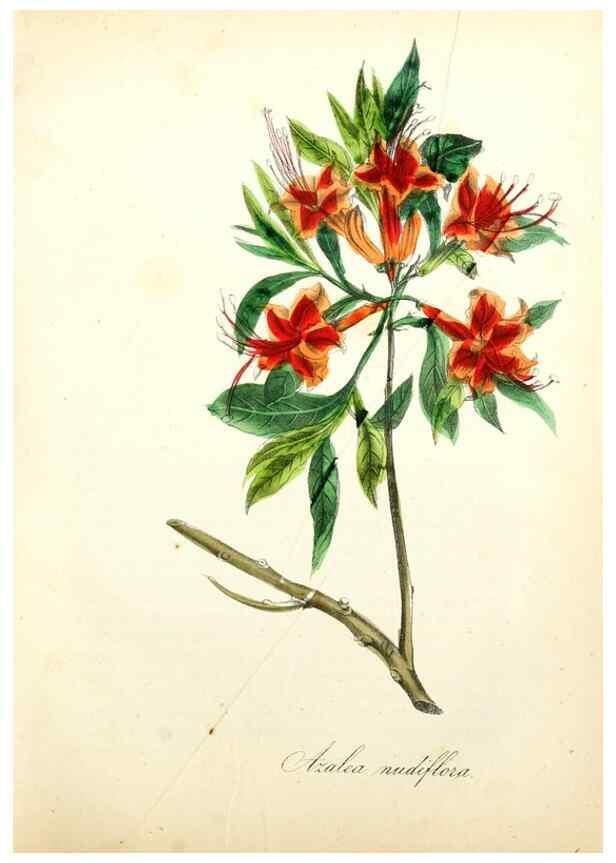 Reproducción/Reproduction 49781291926: The American flora :. New York :Hull & Spencer,1855.. 