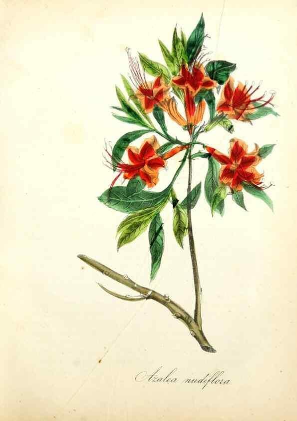 Reproducción/Reproduction 49781291926: The American flora :. New York :Hull & Spencer,1855.. 