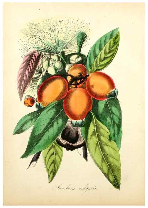 Reproducción/Reproduction 49780752823: The American flora :. New York :Hull & Spencer,1855.. 