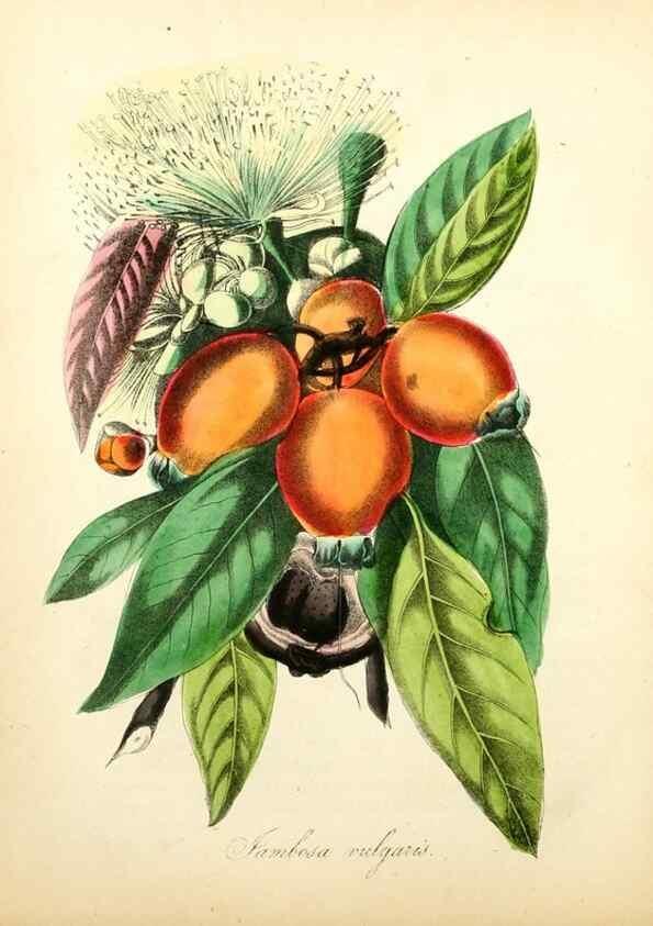 Reproducción/Reproduction 49780752823: The American flora :. New York :Hull & Spencer,1855.. 