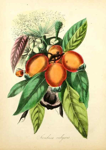 Reproducción/Reproduction 49780752823: The American flora :. New York :Hull & Spencer,1855.. 