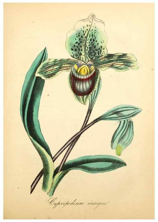Reproducción/Reproduction 49780753128: The American flora :. New York :Hull & Spencer,1855.. 