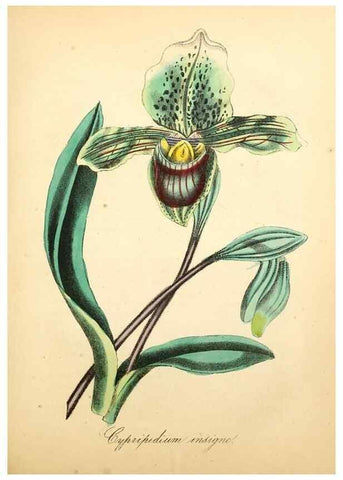 Reproducción/Reproduction 49780753128: The American flora :. New York :Hull & Spencer,1855.. 