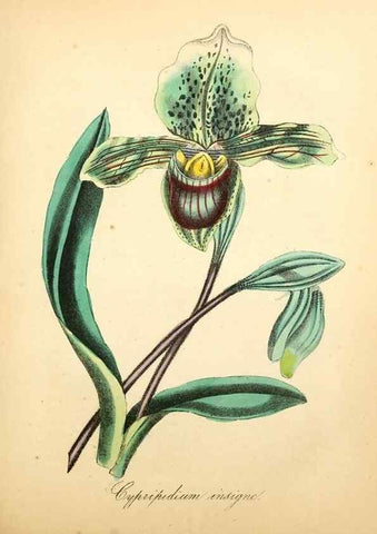 Reproducción/Reproduction 49780753128: The American flora :. New York :Hull & Spencer,1855.. 