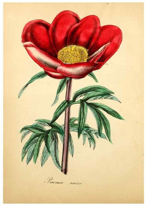 Reproducción/Reproduction 49781624312: The American flora :. New York :Hull & Spencer,1855.. 