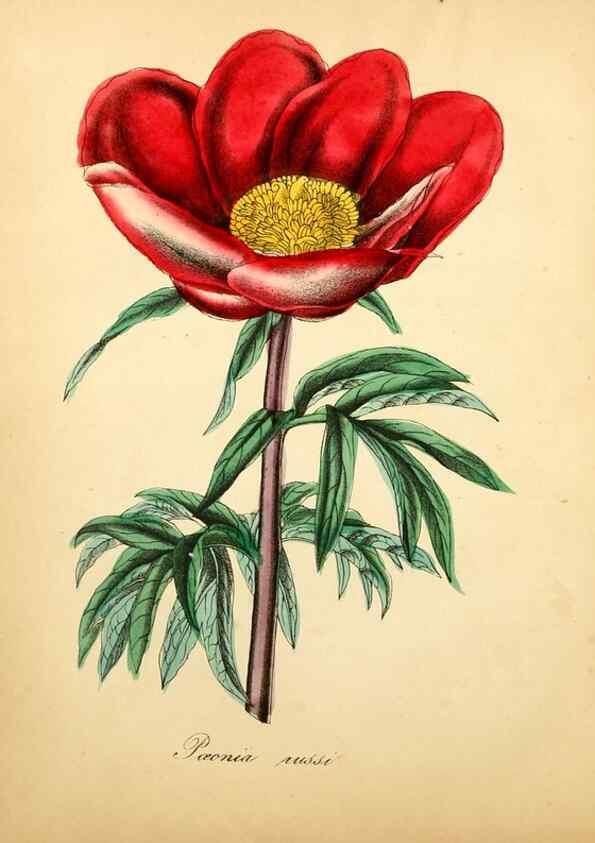 Reproducción/Reproduction 49781624312: The American flora :. New York :Hull & Spencer,1855.. 