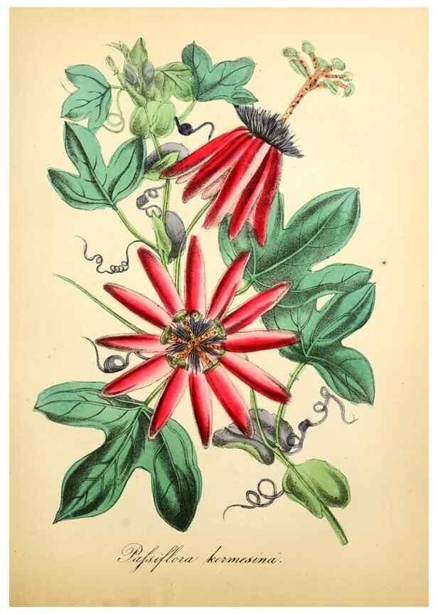 Reproducción/Reproduction 49781293206: The American flora :. New York :Hull & Spencer,1855.. 