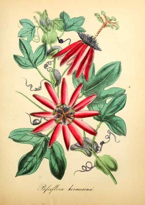 Reproducción/Reproduction 49781293206: The American flora :. New York :Hull & Spencer,1855.. 