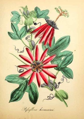 Reproducción/Reproduction 49781293206: The American flora :. New York :Hull & Spencer,1855.. 