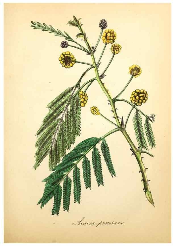 Reproducción/Reproduction 49780753858: The American flora :. New York :Hull & Spencer,1855.. 