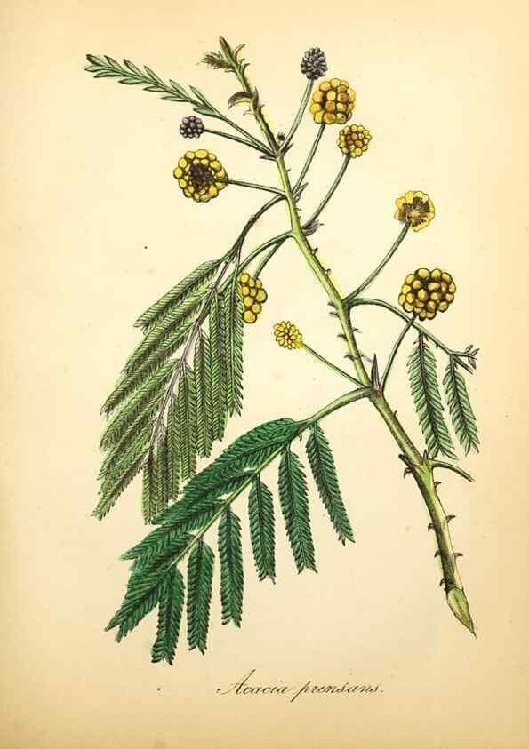Reproducción/Reproduction 49780753858: The American flora :. New York :Hull & Spencer,1855.. 