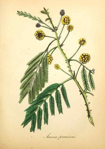 Reproducción/Reproduction 49780753858: The American flora :. New York :Hull & Spencer,1855.. 