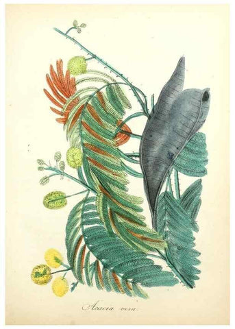 Reproducción/Reproduction 49781293761: The American flora :. New York :Hull & Spencer,1855.. 