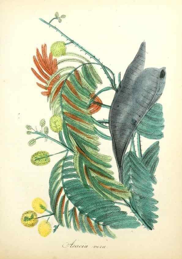 Reproducción/Reproduction 49781293761: The American flora :. New York :Hull & Spencer,1855.. 