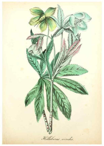 Reproducción/Reproduction 49780754623: The American flora :. New York :Hull & Spencer,1855.. 