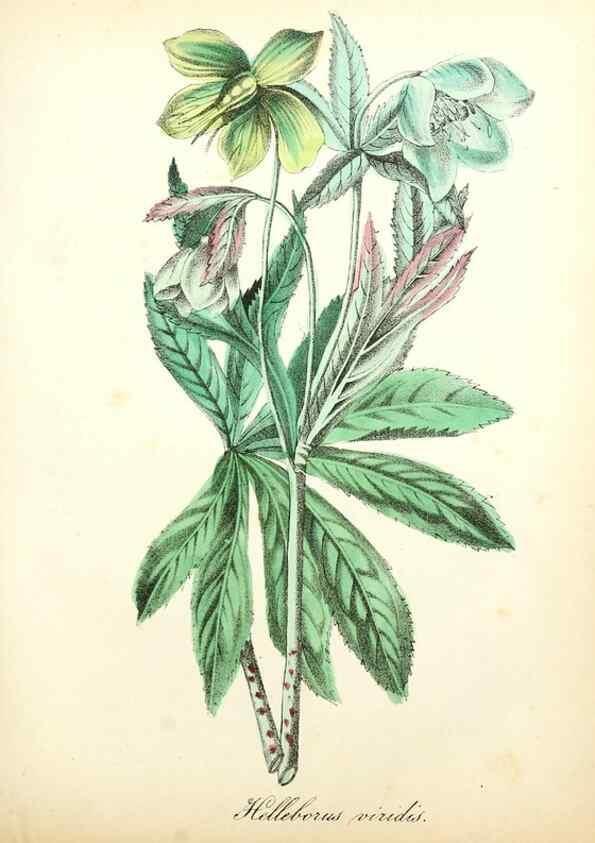 Reproducción/Reproduction 49780754623: The American flora :. New York :Hull & Spencer,1855.. 