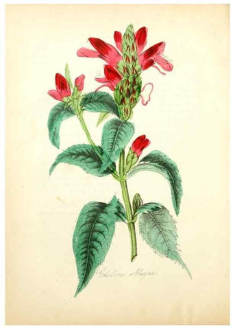 Reproducción/Reproduction 49780749643: The American flora :. New York :Hull & Spencer,1855.. 