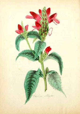 Reproducción/Reproduction 49780749643: The American flora :. New York :Hull & Spencer,1855.. 