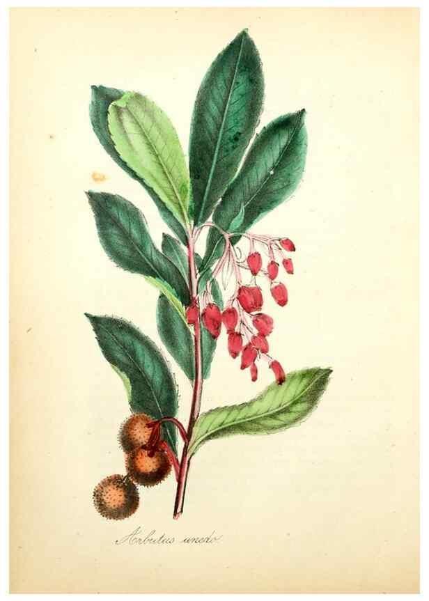 Reproducción/Reproduction 49781288871: The American flora :. New York :Hull & Spencer,1855.. 