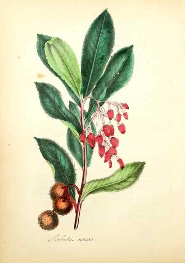 Reproducción/Reproduction 49781288871: The American flora :. New York :Hull & Spencer,1855.. 