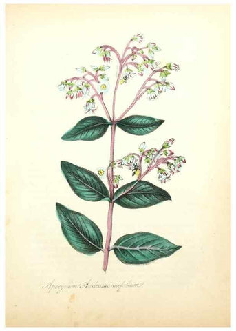 Reproducción/Reproduction 49781288621: The American flora :. New York :Hull & Spencer,1855.. 