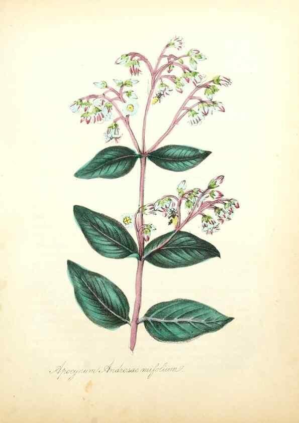 Reproducción/Reproduction 49781288621: The American flora :. New York :Hull & Spencer,1855.. 