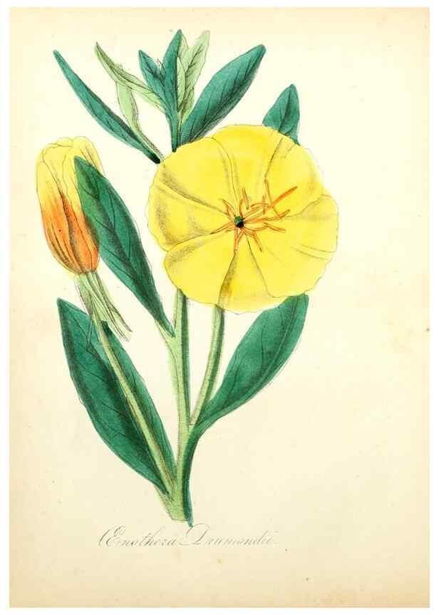 Reproducción/Reproduction 49781288291: The American flora :. New York :Hull & Spencer,1855.. 