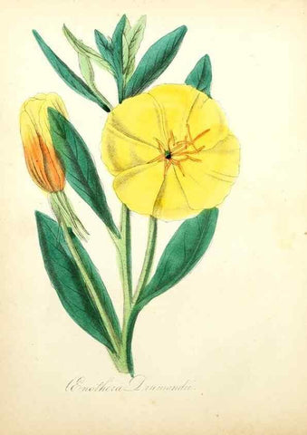 Reproducción/Reproduction 49781288291: The American flora :. New York :Hull & Spencer,1855.. 