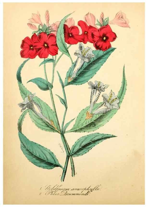 Reproducción/Reproduction 49780744403: The American flora :. New York :Hull & Spencer,1855.. 