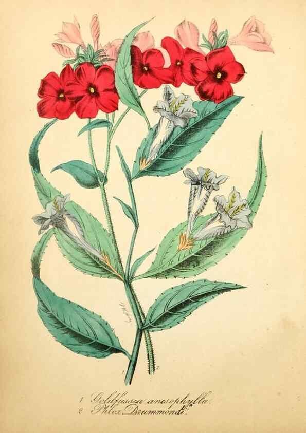 Reproducción/Reproduction 49780744403: The American flora :. New York :Hull & Spencer,1855.. 