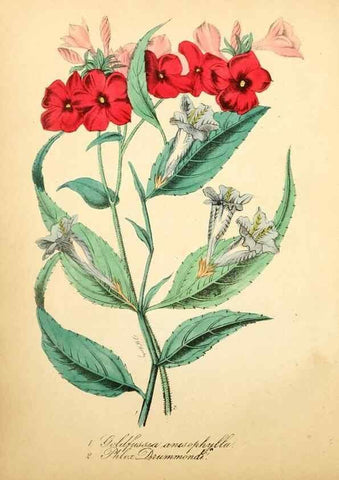 Reproducción/Reproduction 49780744403: The American flora :. New York :Hull & Spencer,1855.. 