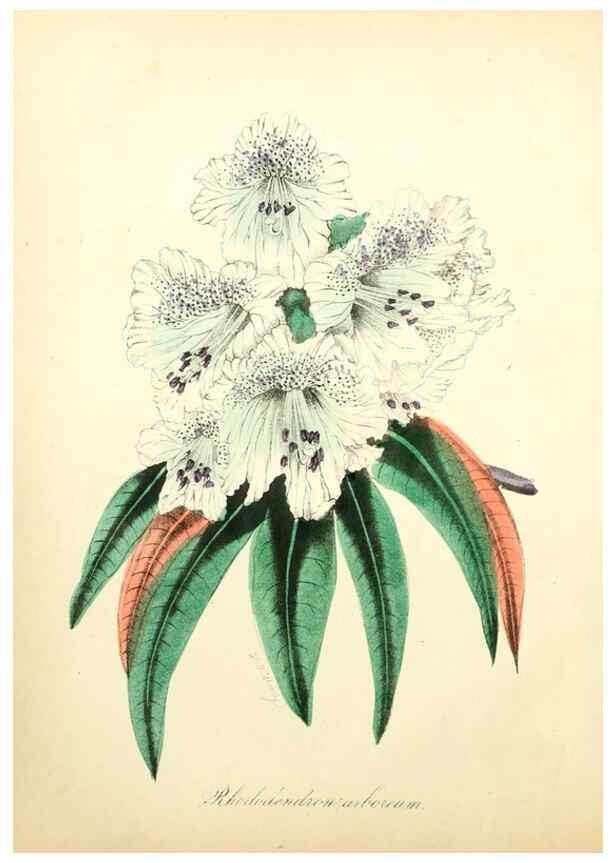 Reproducción/Reproduction 49780744658: The American flora :. New York :Hull & Spencer,1855.. 