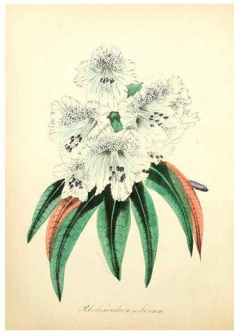Reproducción/Reproduction 49780744658: The American flora :. New York :Hull & Spencer,1855.. 