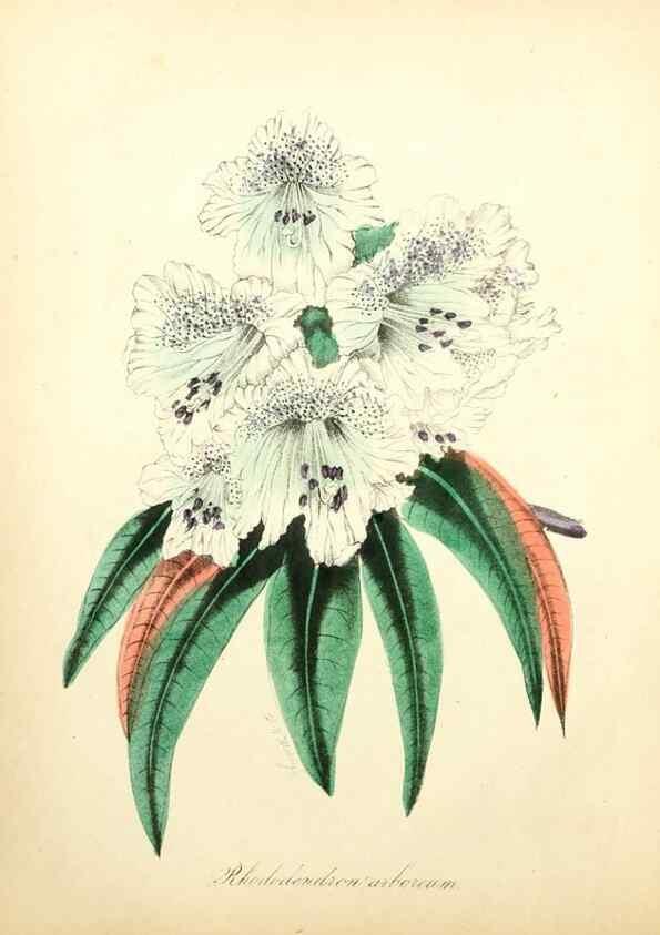 Reproducción/Reproduction 49780744658: The American flora :. New York :Hull & Spencer,1855.. 