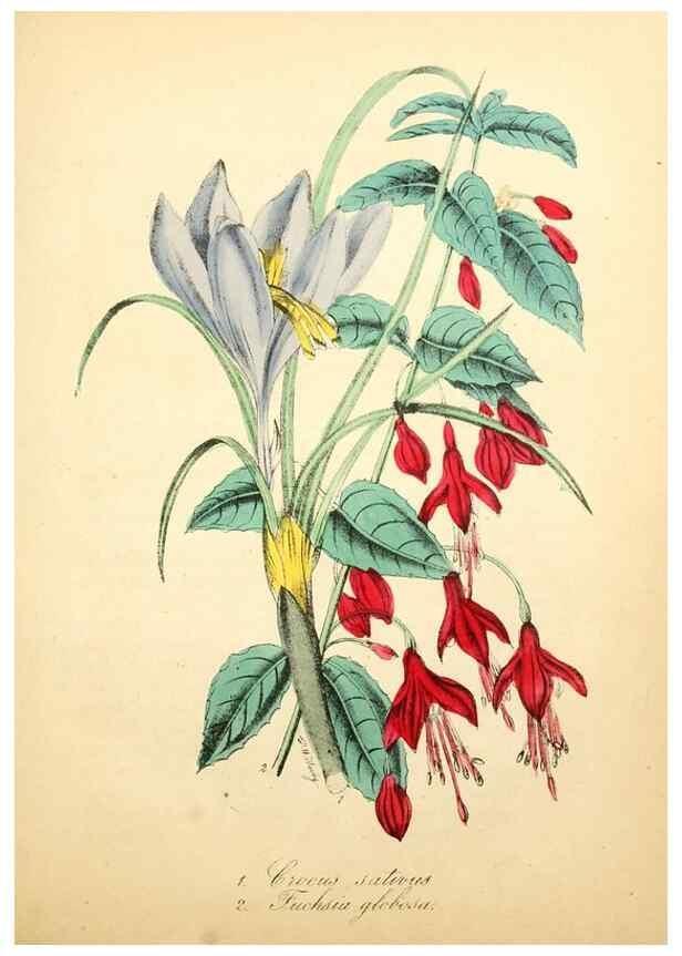 Reproducción/Reproduction 49781284416: The American flora :. New York :Hull & Spencer,1855.. 