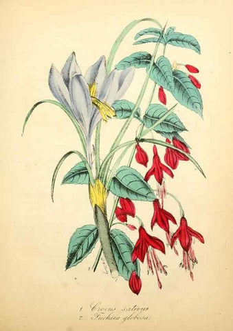 Reproducción/Reproduction 49781284416: The American flora :. New York :Hull & Spencer,1855.. 